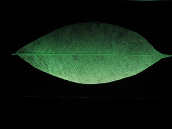 glass leaf